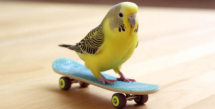 Wellensittich auf Skateboard