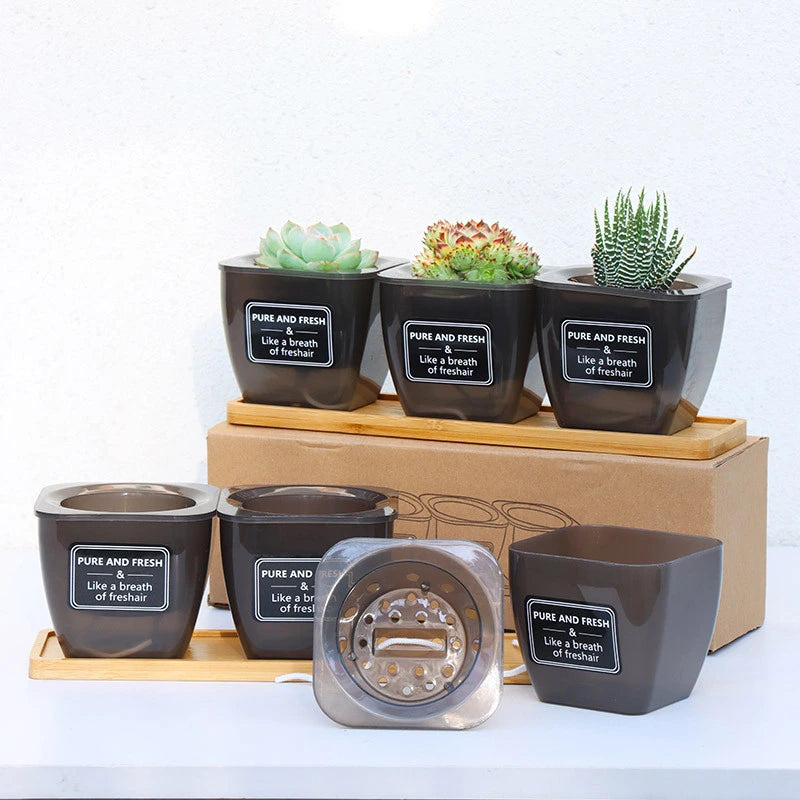 Sukkulenten Blumenkasten im 3er Set