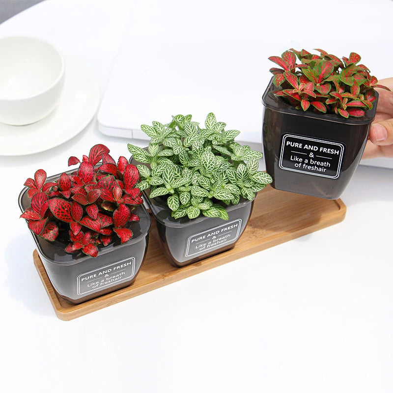 Sukkulenten Blumenkasten im 3er Set