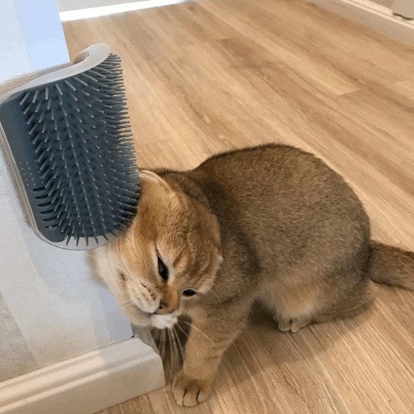 Katzen-Selbstpflegebürste mit Katzenminze.