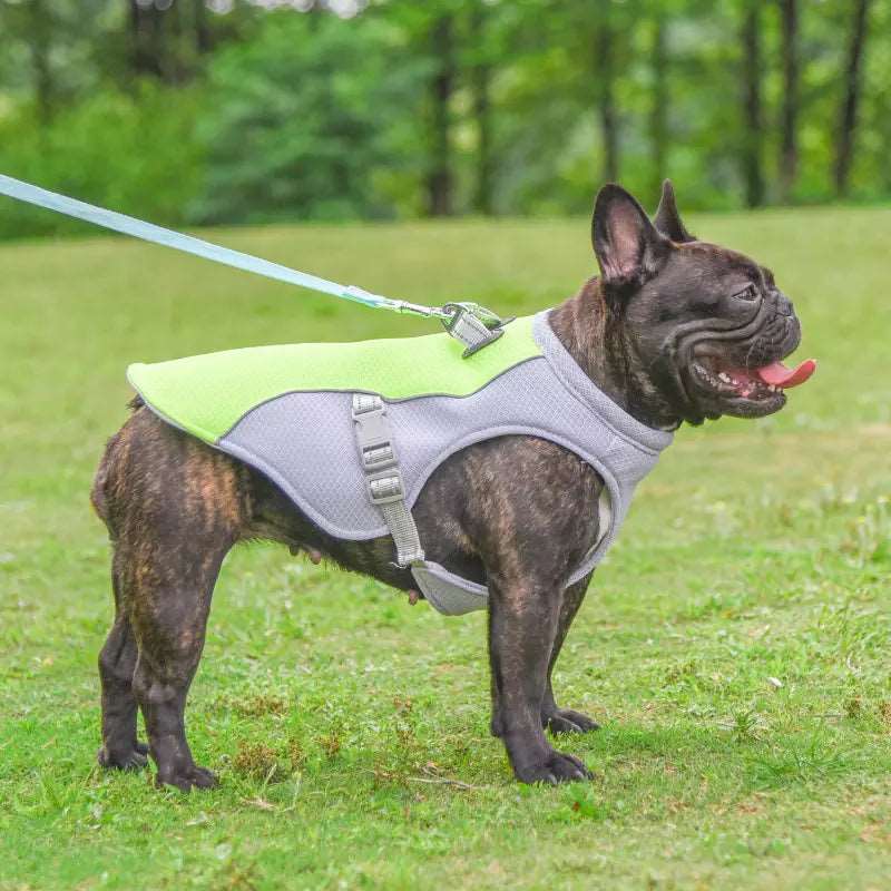 Kuehlende Hundeweste mit Hund