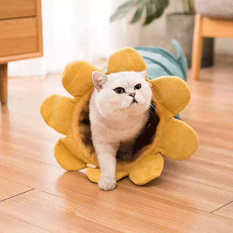 Grüner Katzentunnel mit weißer Katze