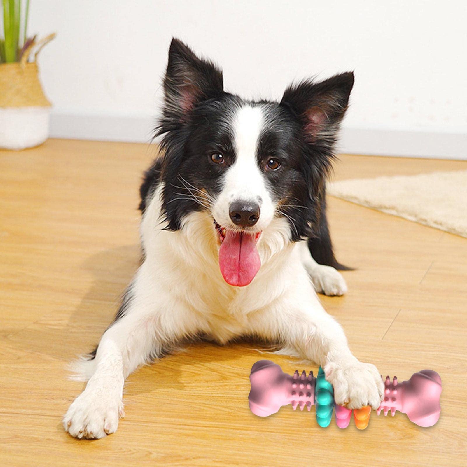 Hundekauknochen Zahnreinigung rosa Hund liegt